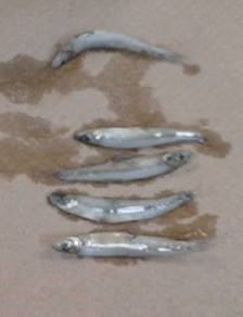fiver silver fish on a paper towel